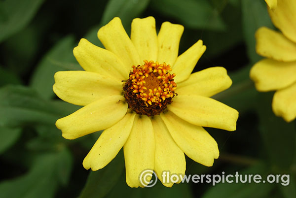 Zinnia zahara yellow