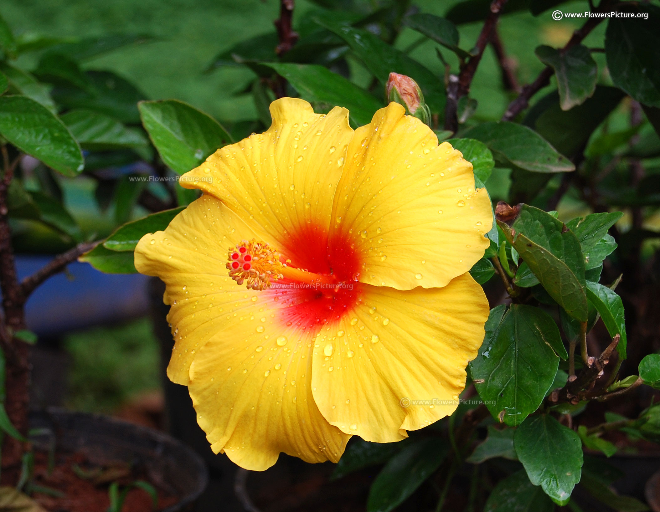 Pictures Of Red Hibiscus Flowers : Red hibiscus - Most Beautiful Red ...