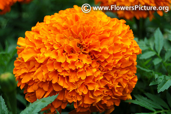 African giant marigold