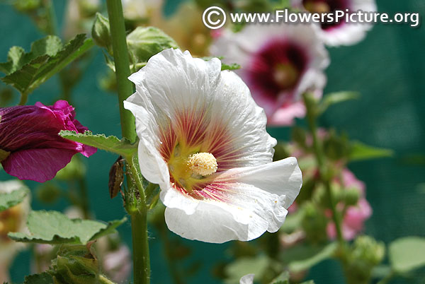 Alcea rosea halo white