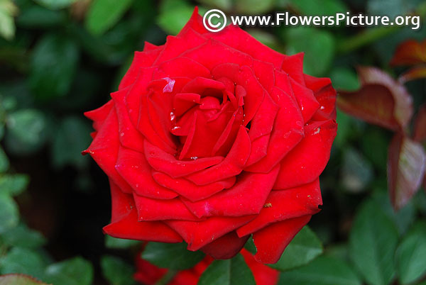 Always and forever hybrid tea rose