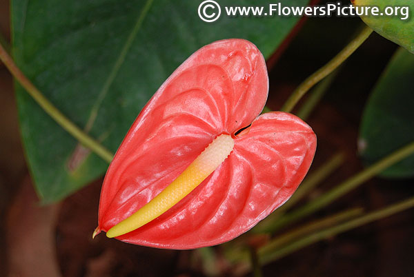 Anthurium orange