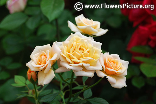 Apricot twist rose