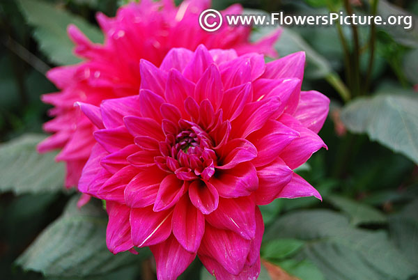 Big fuchsia dahlia