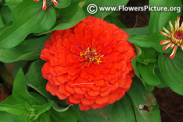 Big orange zinnia