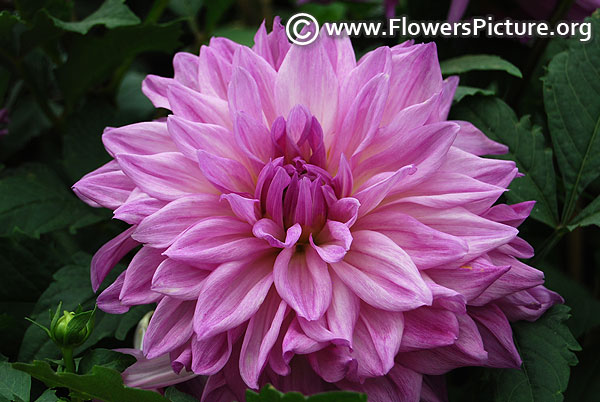 Big purple dahlia