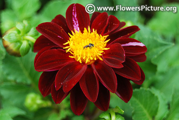 Black and pink dahlia