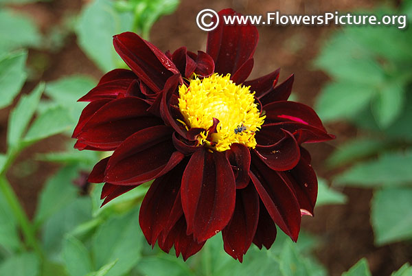 Black dahlia dwarf variety