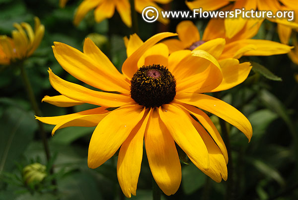 Black eyed susan lalbagh 2017