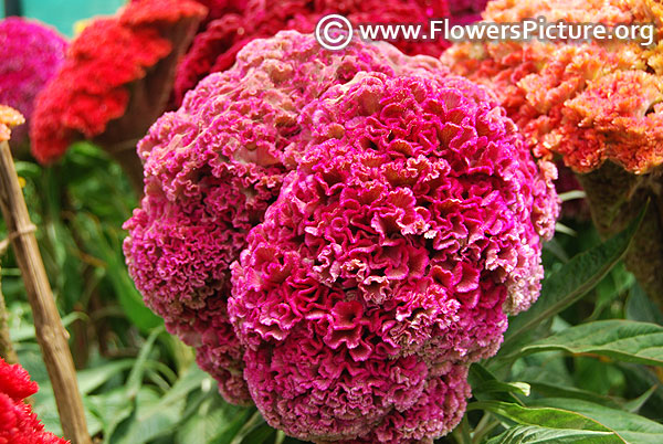 Brain celosia pink head