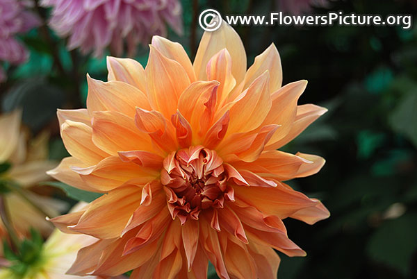 Brown dahlia