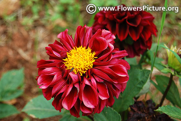 Brownish red dahlia