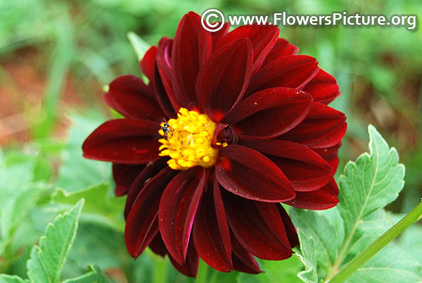 Burgundy dahlia