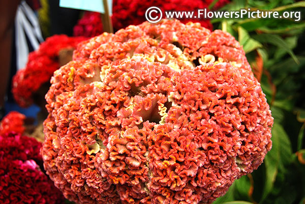 Celosia cristata coral giant