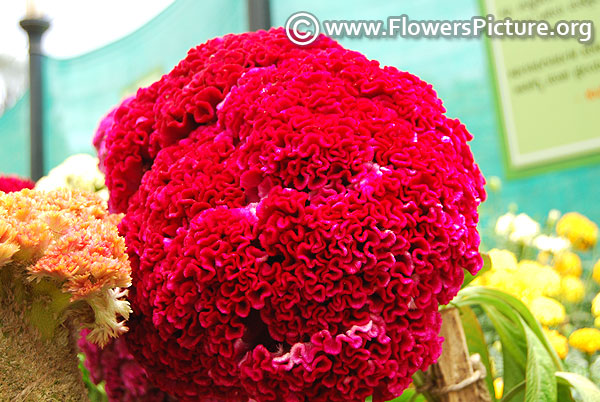 Celosia cristata magenta