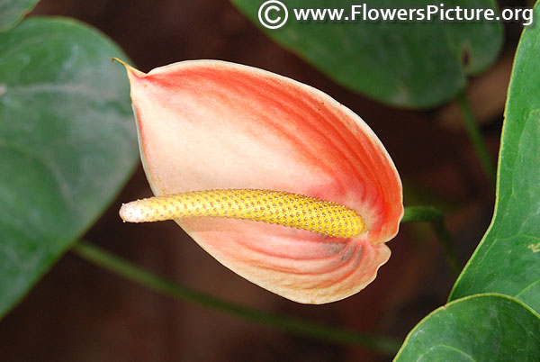 Anthurium coral