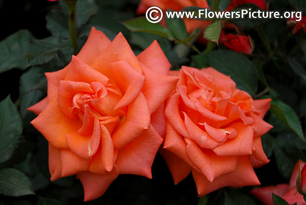 Coral spray rose