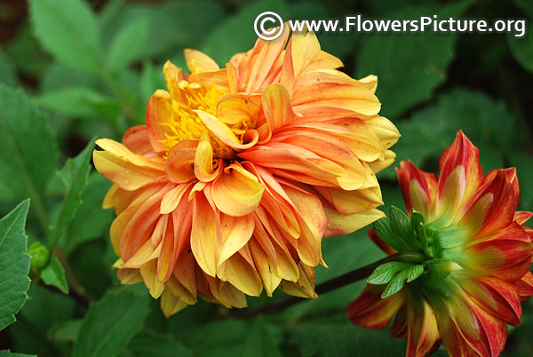 Coral yellow dahlia dwarf