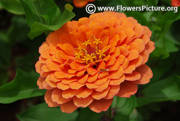 Coral zinnia