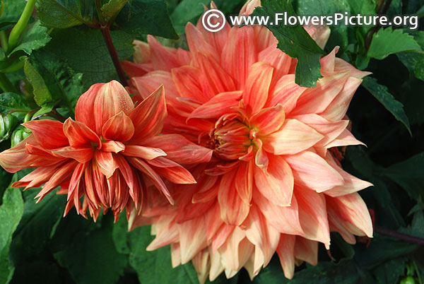 Dahlia american dawn