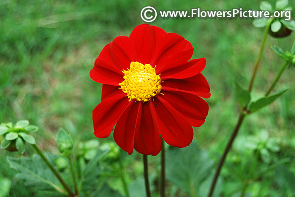 Dahlia coccinea