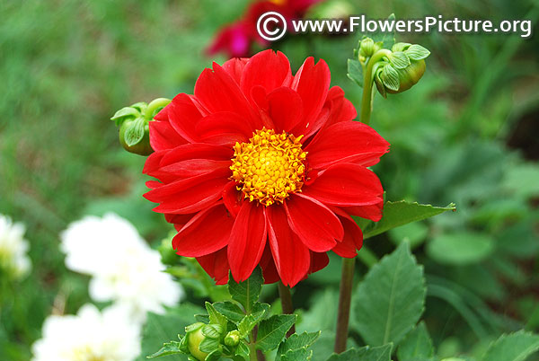 Dahlia hypnotica red