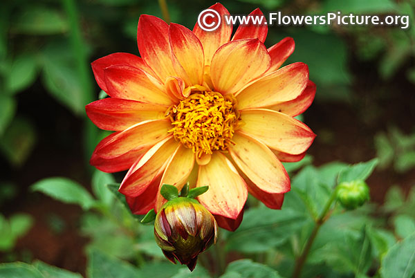 Dahlia hypnotica tequila sunrise