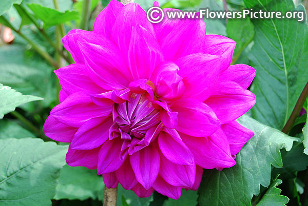 Dahlia purple flame