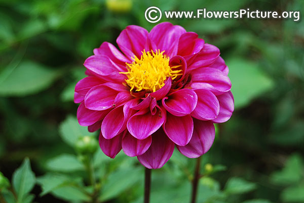 Decorative border dahlia purple