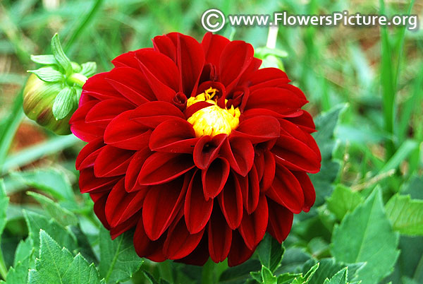 Decorative maroon dahlia