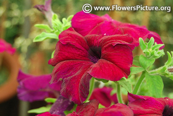 Deep purple petunia