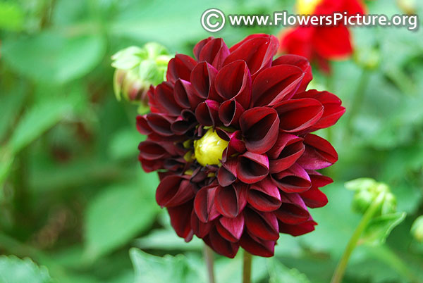 Deep red dahlia