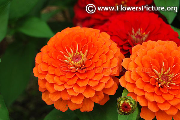 Double orange zinnia