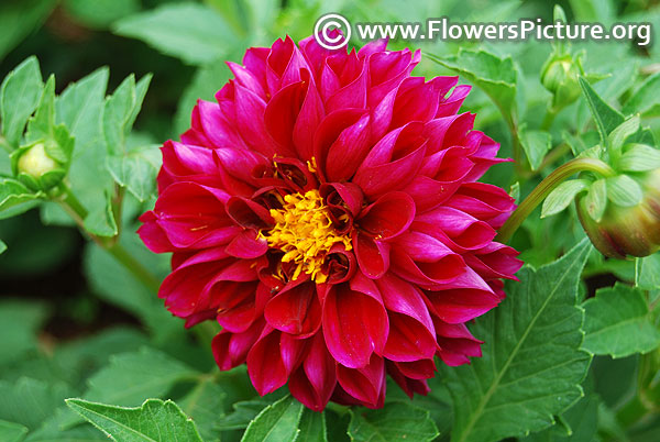 Dwarf bedding dahlia