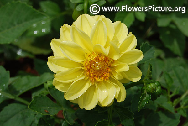 Dwarf dahlia