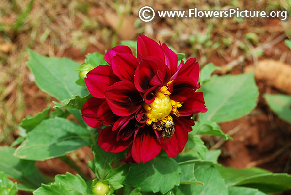 Dwarf deep purple dahlia