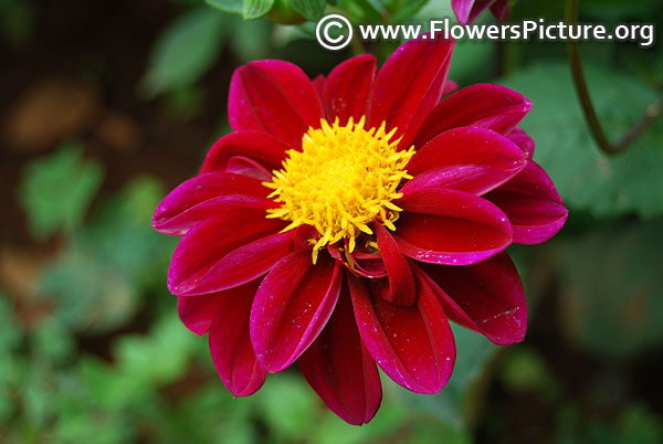 Dwarf magenta dahlia