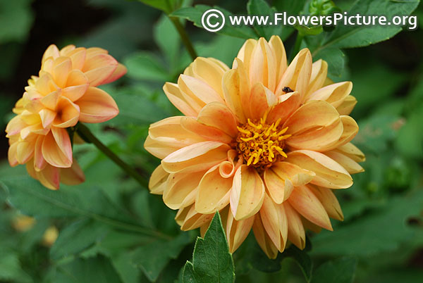 Dwarf peach dahlia