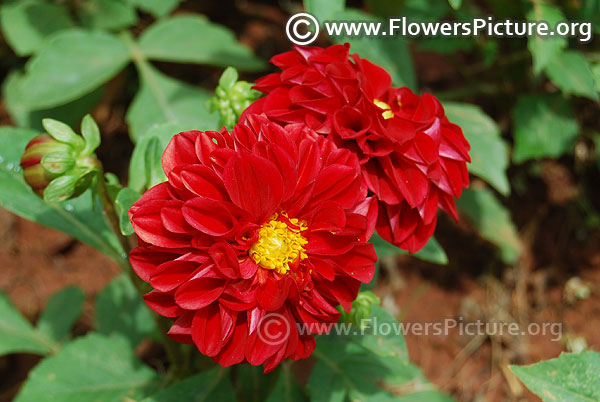 Dwarf red dahlia