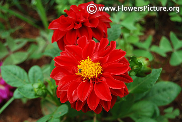 Figaro red dahlia