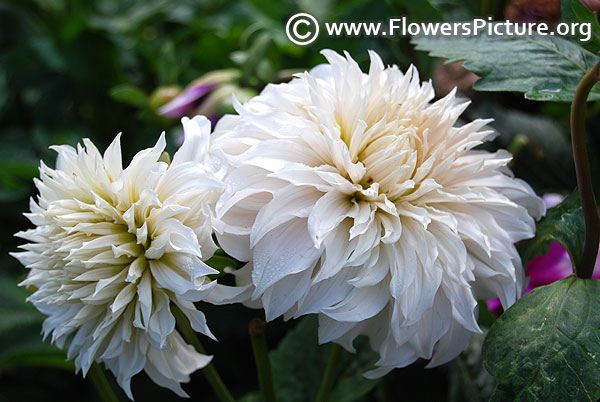 Fleurel dahlia