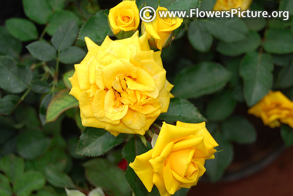 Flower power gold patio rose