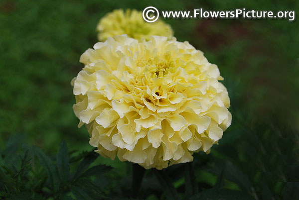 French vanilla marigold