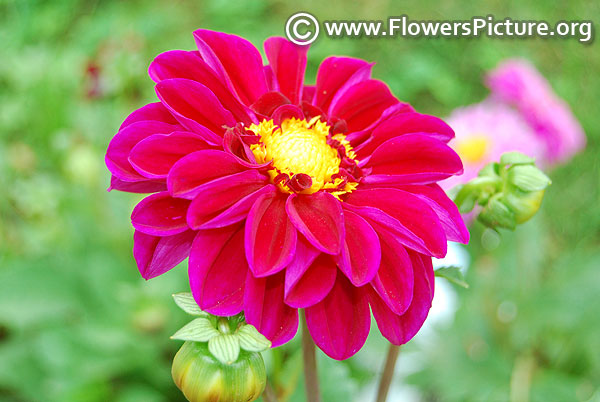 Fuchsia dahlia