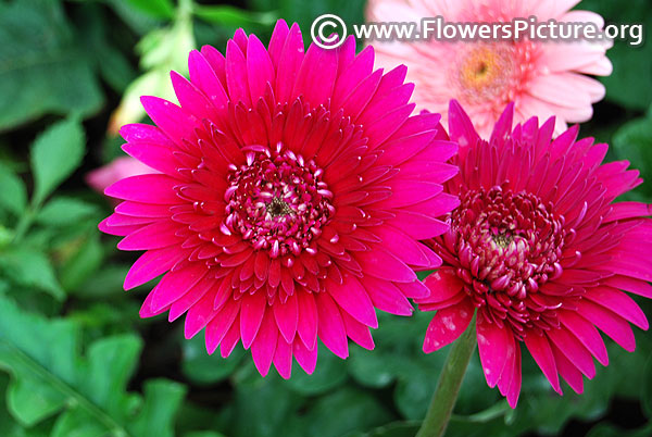 Fuchsia gerbera daisy