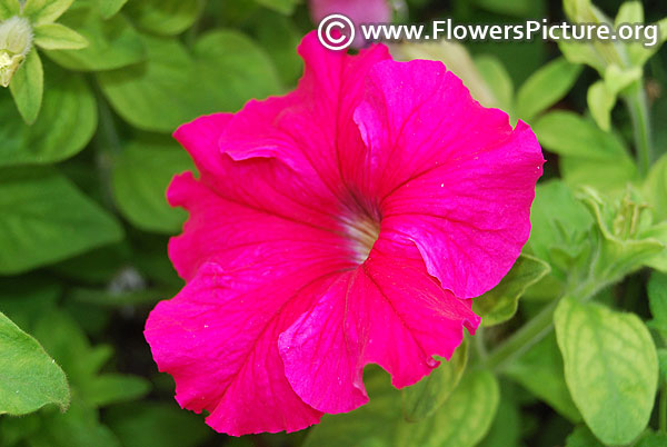 Fuchsia petunia