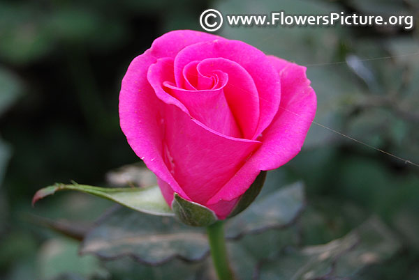 Fuchsia rose bud