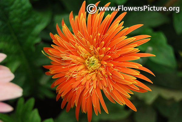 Gerbera jamesonii transvaal daisy