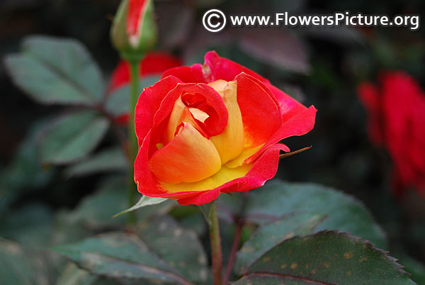 Glowing amber miniature rose