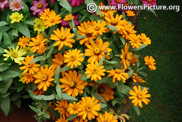 Golden yellow zinnia